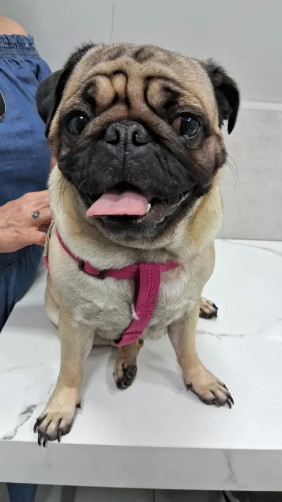 Médico Veterinário Orienta Sobre Cuidados Com Os Pets Neste Verão Médico Veterinário Orienta Sobre Cuidados Com Os Pets Neste Verão