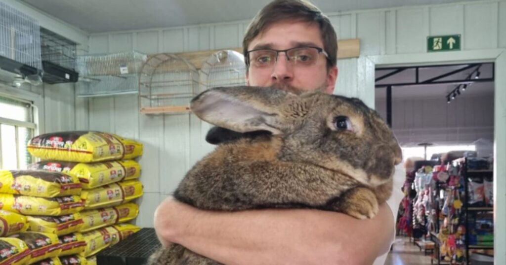 Agropecuária Casa Animal de Palmas se destaca em concurso nacional de coelhos gigantes