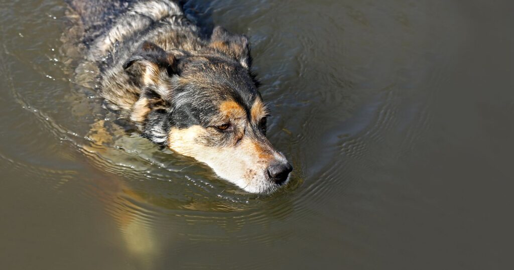 Campanha procura voluntários para acolher cães abandonados em Mafra