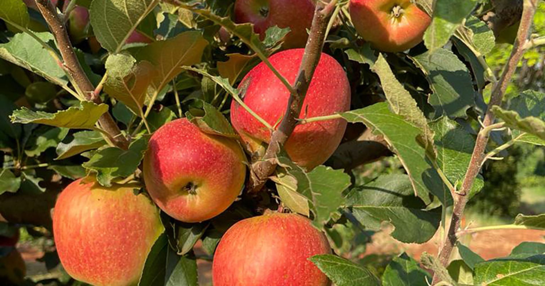 Produtores de São Jerônimo da Serra começam a colher maçãs no estado do Paraná