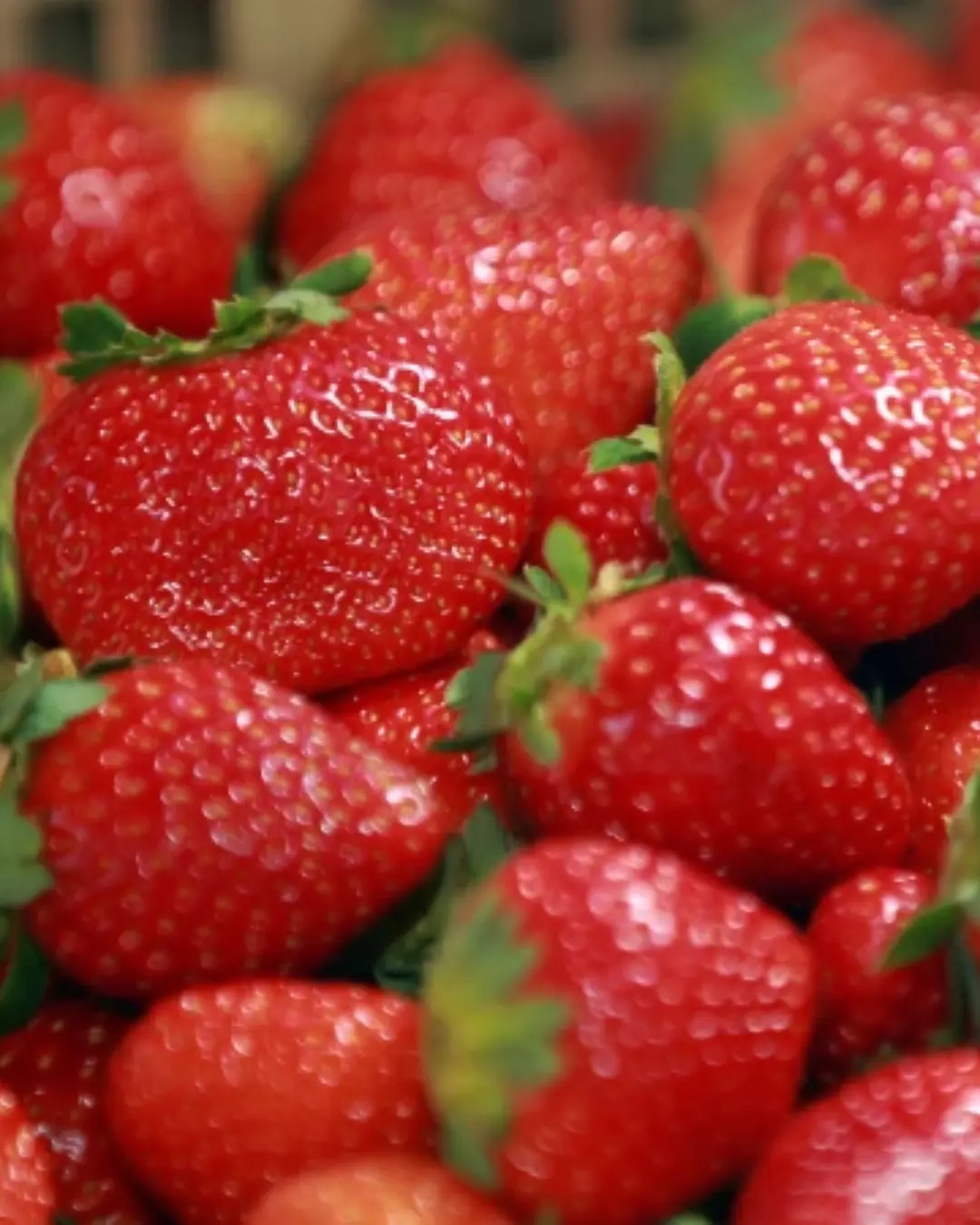 Produtores rurais do Paraná apostam no cultivo de morangos em substrato após capacitação