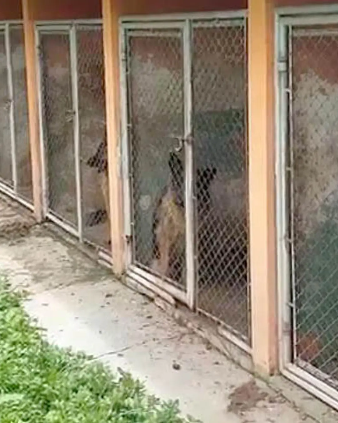 Polícia resgata 120 cães em condições precárias em Almirante Tamandaré