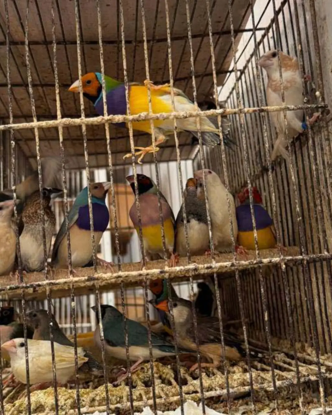 Mais de 5 mil aves resgatadas pela PCPR devido a maus-tratos em Arapongas