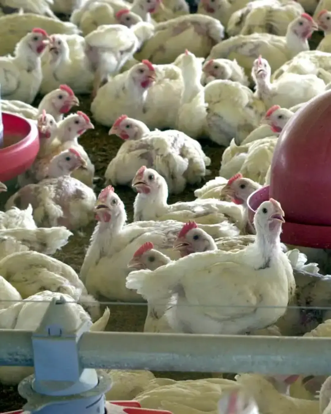Primeiro caso de gripe aviária em aves comerciais é confirmado no Brasil; entenda impactos e prevenções Primeiro caso de gripe aviária em aves comerciais é confirmado no Brasil; entenda impactos e prevenções