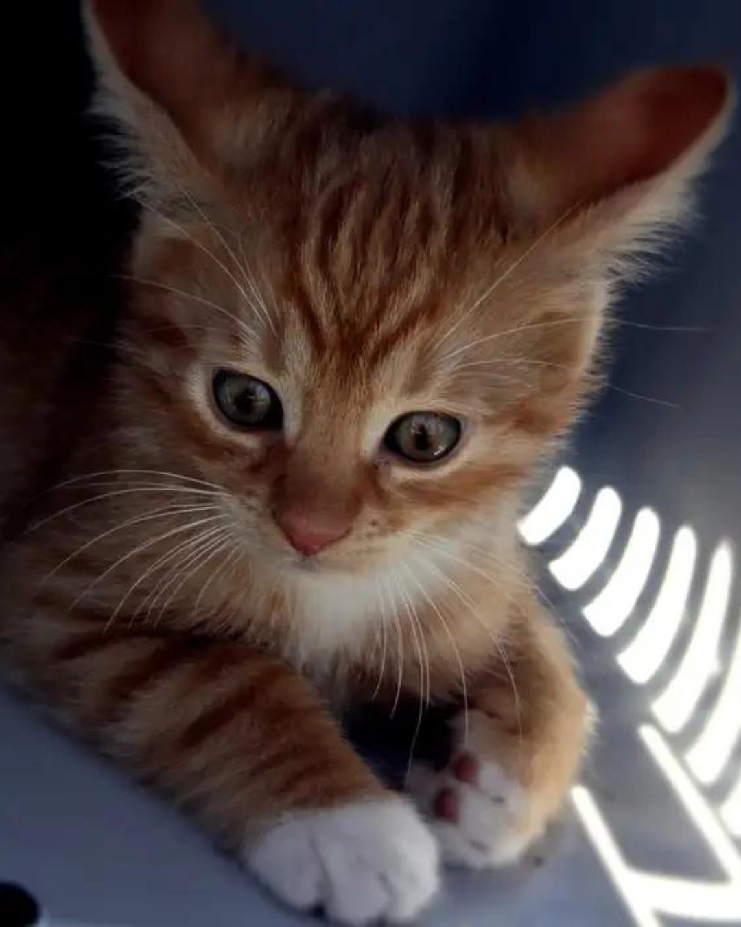 Imagem de destaque - Médicos veterinários solicitam regulamentação para transporte de animais