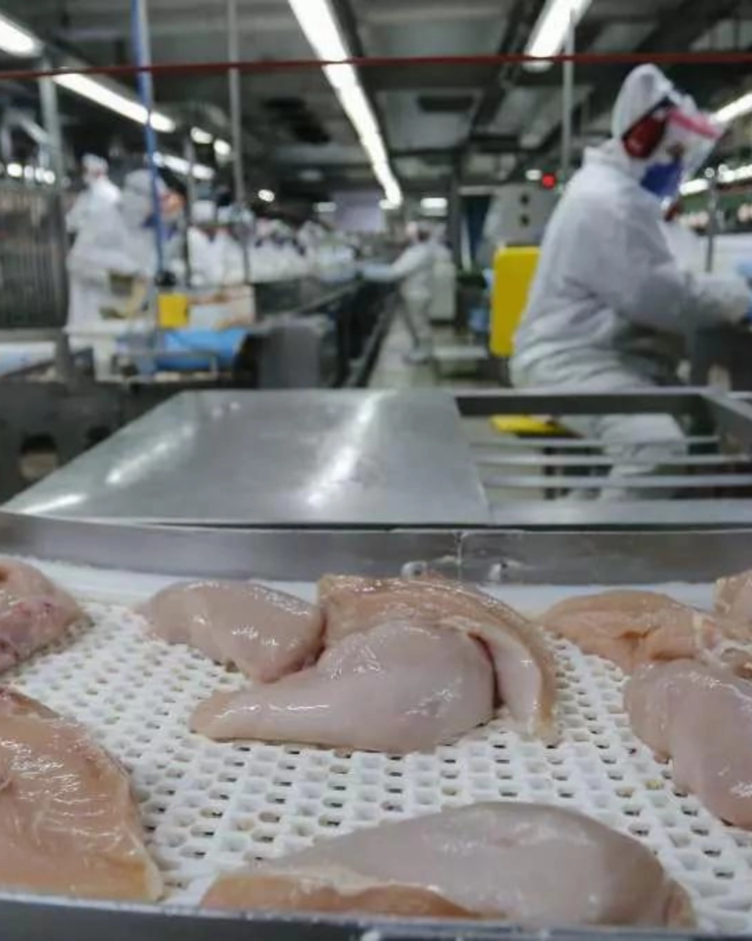 Imagem de destaque - Produção agropecuária no Paraná atinge recorde no 1° trimestre de 2024