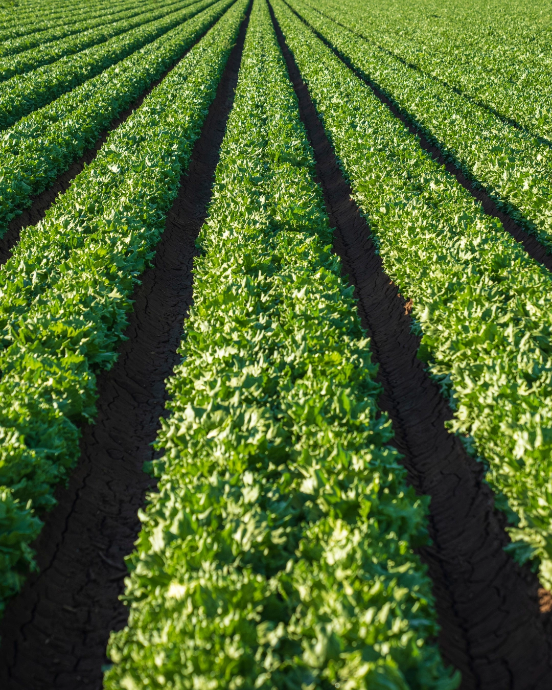 Imagem de destaque - Seminário de Sustentabilidade na Agropecuária será realizado em 5 e 6 de junho em Irati